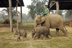 Koshi Tappu, Chitwan welcome baby elephants